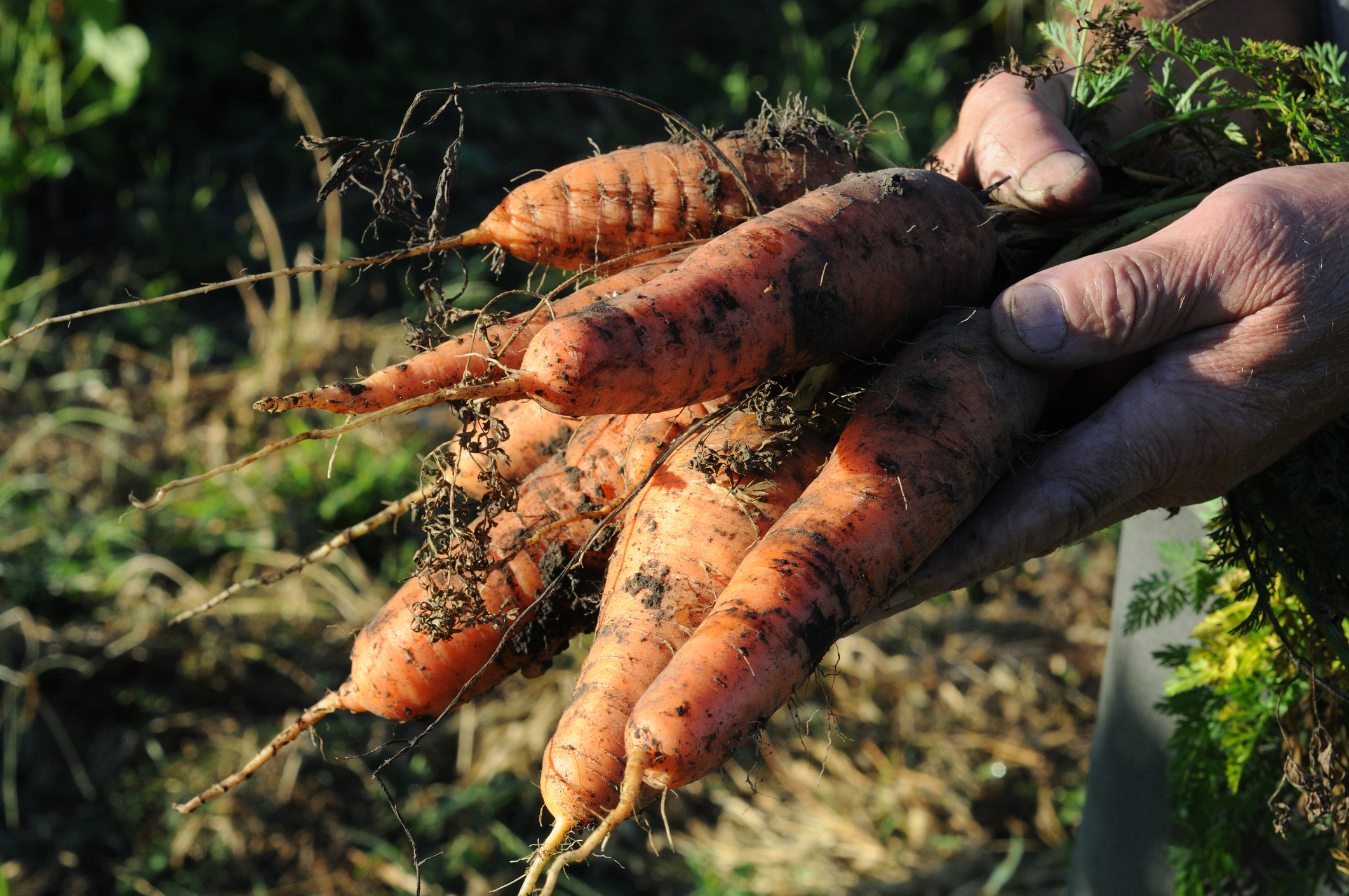Carrots harvested from the garden in the hands of a farmer.